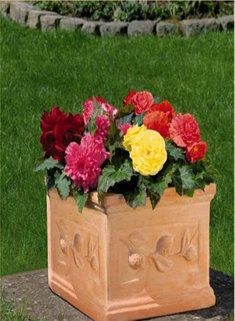 GGOOT Begonia F1 Nonstop Mixed by Heavy Torch, 20 Seeds - Image 2