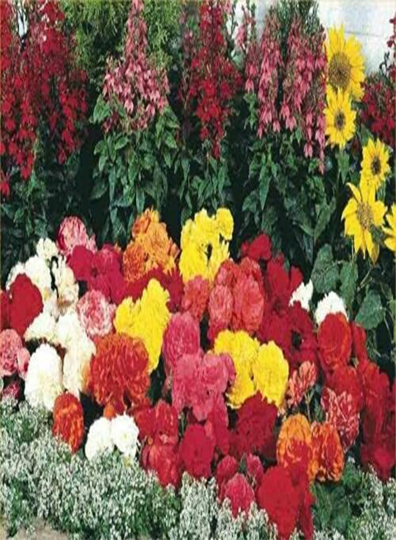 GGOOT Begonia F1 Nonstop Mixed by Heavy Torch, 20 Seeds - Image 1