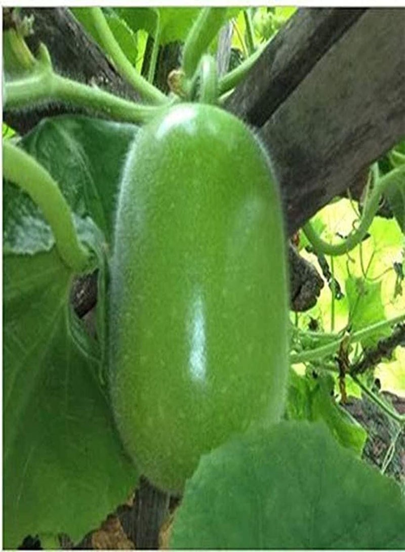 جي جوت 20 قطعة من بذور البطيخ الشتوي، خضراوات سنوية موروثة للزراعة الخارجية وديكور الفناء والحديقة، مثالية للمبتدئين والبستانيين المحترفين - Image 1