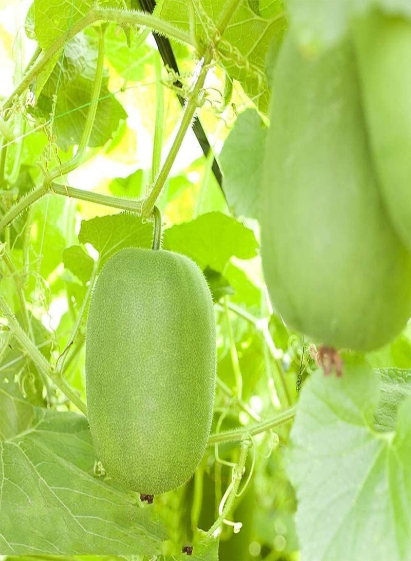 جي جوت 20 قطعة من بذور البطيخ الشتوي، خضراوات سنوية موروثة للزراعة الخارجية وديكور الفناء والحديقة، مثالية للمبتدئين والبستانيين المحترفين - Image 3
