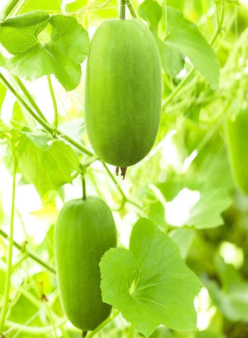 جي جوت 20 قطعة من بذور البطيخ الشتوي، خضراوات سنوية موروثة للزراعة الخارجية وديكور الفناء والحديقة، مثالية للمبتدئين والبستانيين المحترفين - Image 2