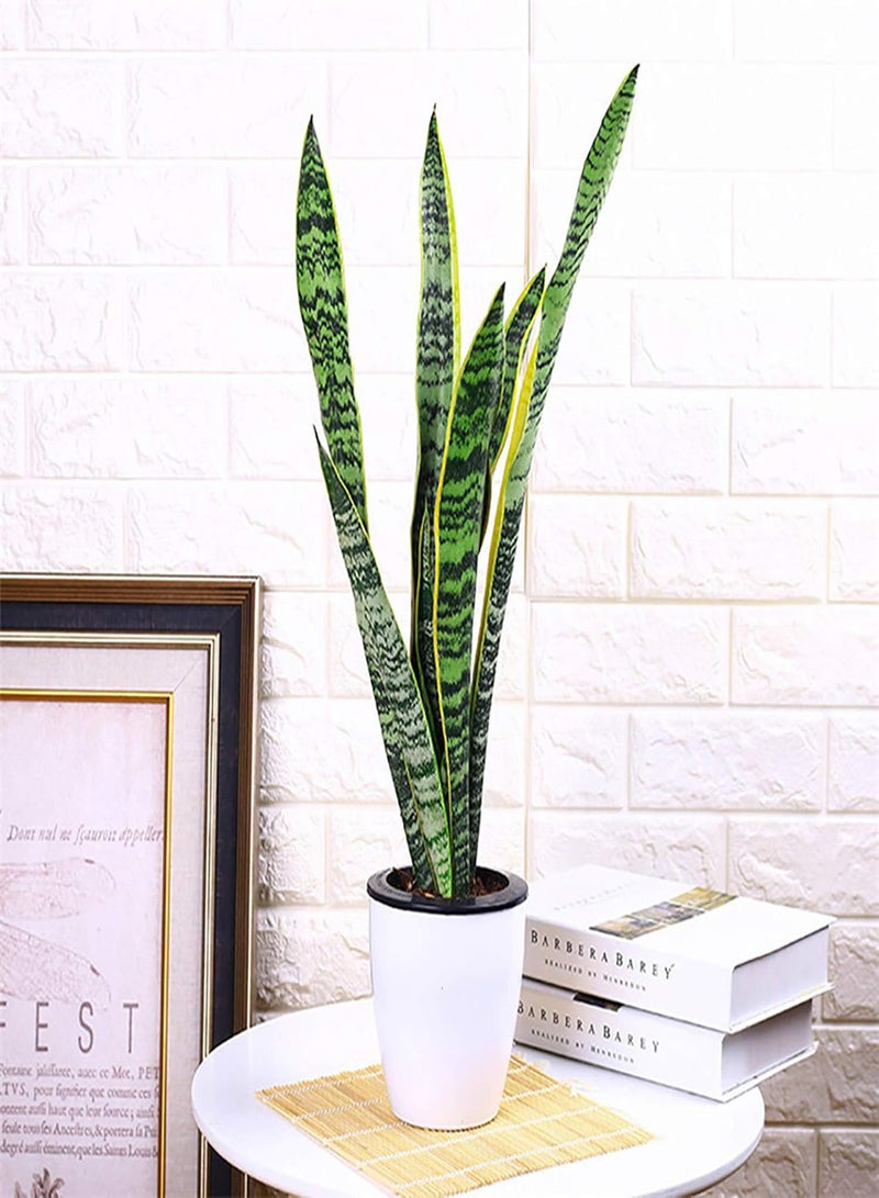 GGOOT 400Pcs Sansevieria Seeds Rustic Flourishing Green Indoor Bonsai Seed for Park Gardening Seed for Balcony - Image 4