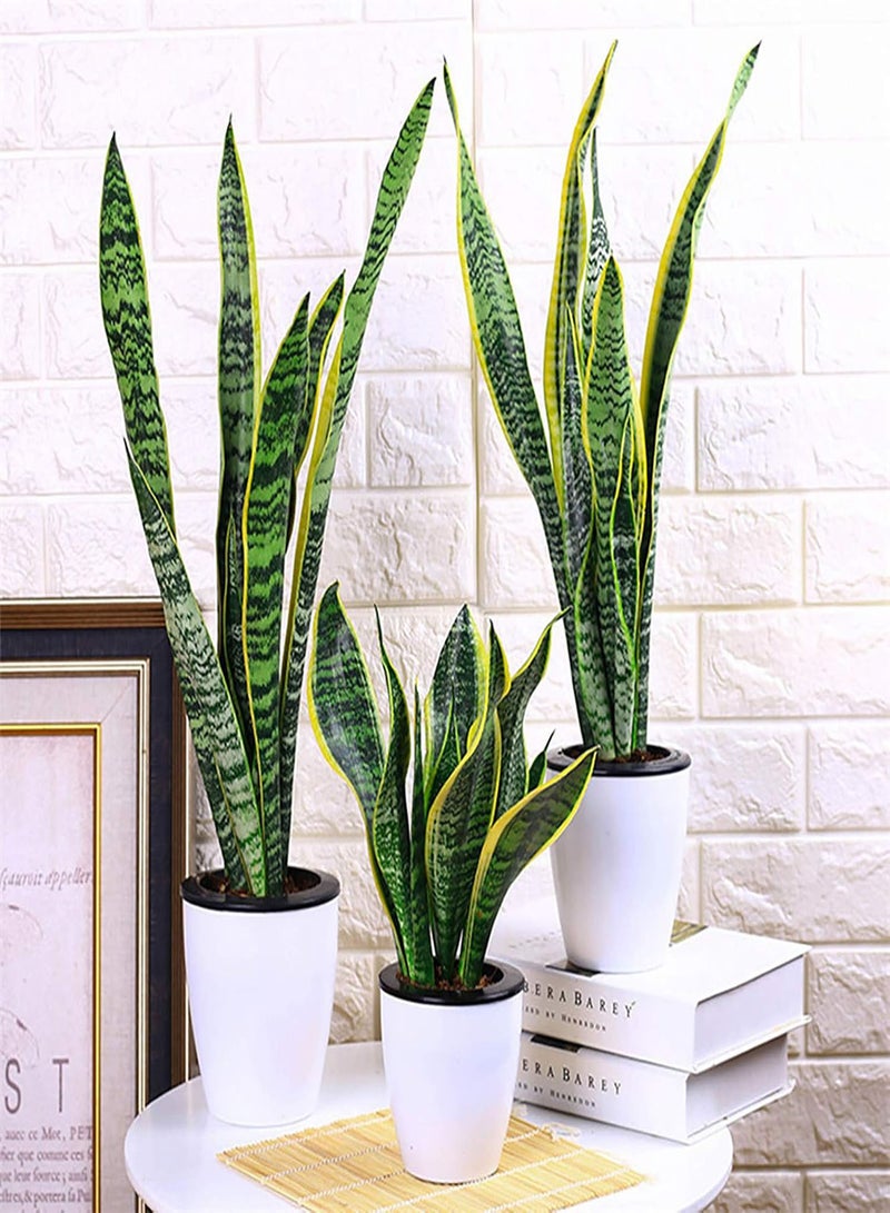 GGOOT 400Pcs Sansevieria Seeds Rustic Flourishing Green Indoor Bonsai Seed for Park Gardening Seed for Balcony - Image 2