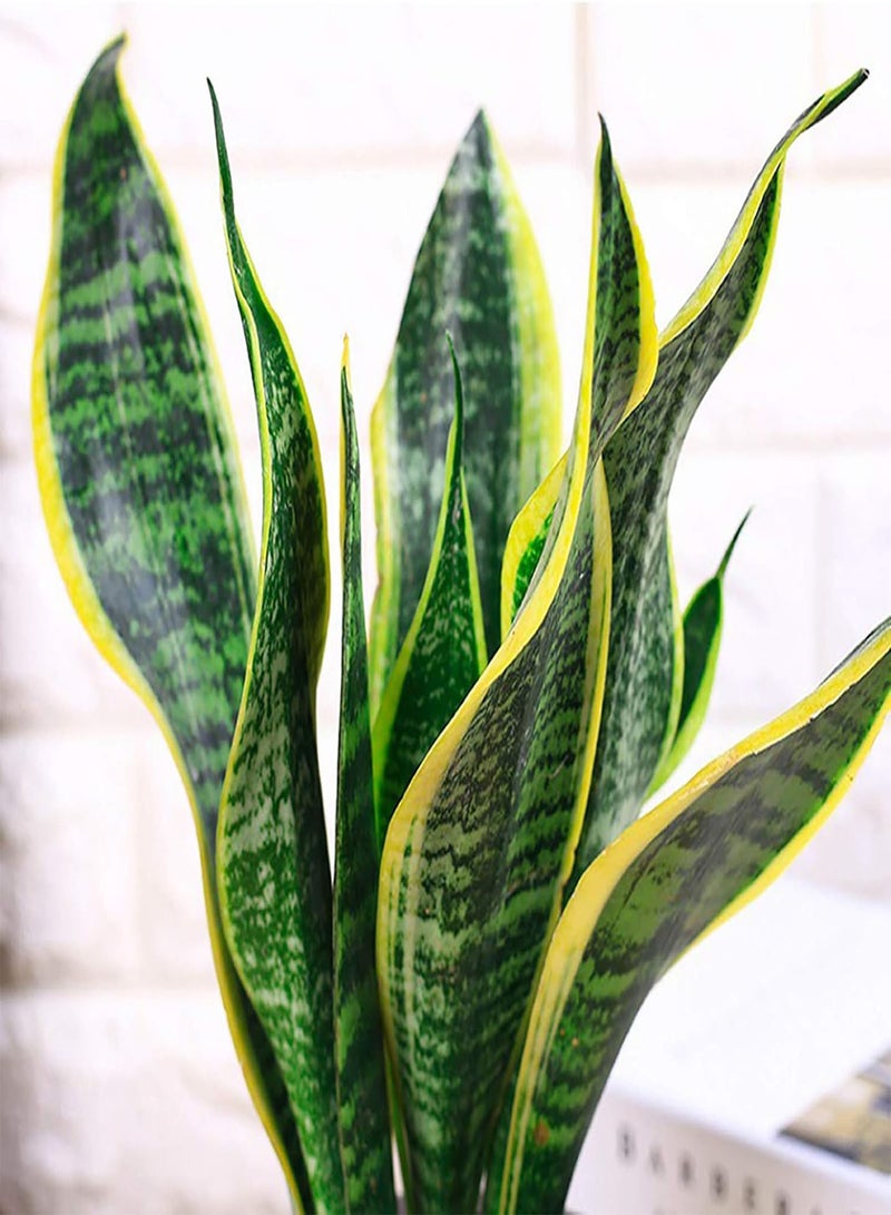 GGOOT 400Pcs Sansevieria Seeds Rustic Flourishing Green Indoor Bonsai Seed for Park Gardening Seed for Balcony - Image 5