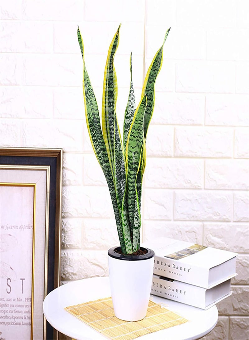 GGOOT 400Pcs Sansevieria Seeds Rustic Flourishing Green Indoor Bonsai Seed for Park Gardening Seed for Balcony - Image 3