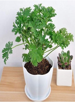 GGOOT 400Pcs Citronella Plant Seeds Mozzie Buster Mosquito Repellent Garden DecorGarden Plant Seeds Mozzie Buster Seeds  - Image 2