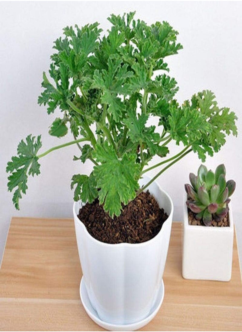 GGOOT 400Pcs Citronella Plant Seeds Mozzie Buster Mosquito Repellent Garden DecorGarden Plant Seeds Mozzie Buster Seeds  - Image 2