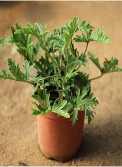 GGOOT 400Pcs Citronella Plant Seeds Mozzie Buster Mosquito Repellent Garden DecorGarden Plant Seeds Mozzie Buster Seeds  - Image 4