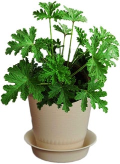 GGOOT 400Pcs Citronella Plant Seeds Mozzie Buster Mosquito Repellent Garden DecorGarden Plant Seeds Mozzie Buster Seeds  - Image 1