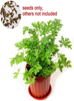 GGOOT 400Pcs Citronella Plant Seeds Mozzie Buster Mosquito Repellent Garden DecorGarden Plant Seeds Mozzie Buster Seeds  - Image 3