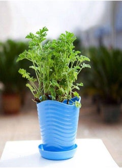 GGOOT 400Pcs Citronella Plant Seeds Mozzie Buster Mosquito Repellent Garden DecorGarden Plant Seeds Mozzie Buster Seeds  - Image 5