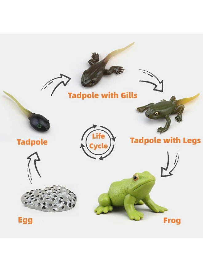 نموذج دورة نمو الضفدع مكون من 5 قطع، تماثيل حيوانات واقعية، نموذج بيولوجي لدورة نمو الحيوان، مجموعة نموذج دورة حياة الضفدع النابض بالحياة لتعليم الأطفال، هدايا التعلم، هدايا الحفلات - Image 2