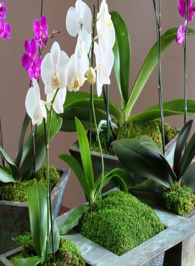 SuperMoss (21511) Sheet Moss - Flat Moss for Plants, Terrariums, Wedding Decor & Crafts | Safe, Non-Toxic, Long-Lasting Green Moss for Indoor Plants, Vivariums & Green Wall Art, 175 Cu. In., Preserved - Image 4