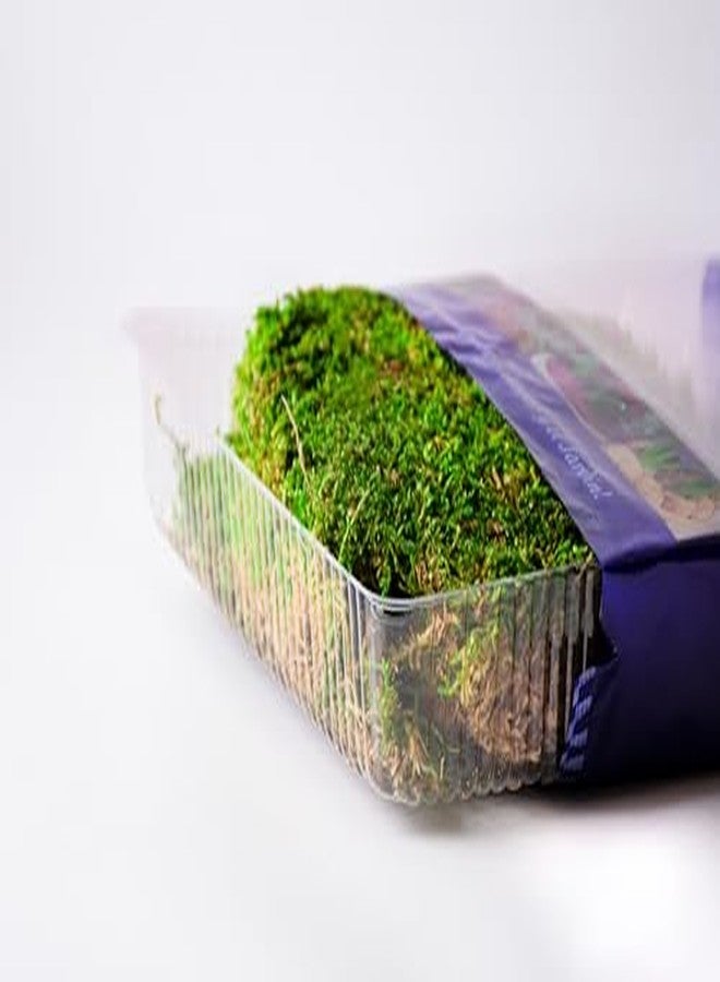 SuperMoss (21511) Sheet Moss - Flat Moss for Plants, Terrariums, Wedding Decor & Crafts | Safe, Non-Toxic, Long-Lasting Green Moss for Indoor Plants, Vivariums & Green Wall Art, 175 Cu. In., Preserved - Image 5