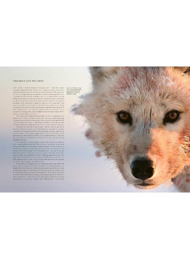 BBC A Perfect Planet - Image 3