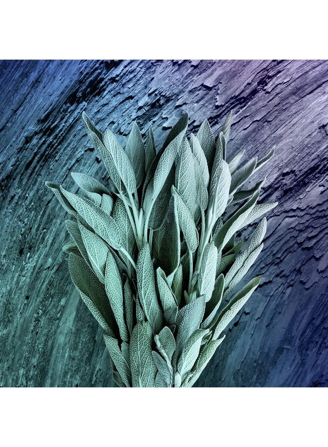 Axe مزيل العرق على شكل عصا 48 ساعة حماية من العرق والرائحة لانتعاش يدوم طويلاً، مزيل العرق للرجال من أبولو ساج وخشب الأرز 2.7 أونصة - Image 4