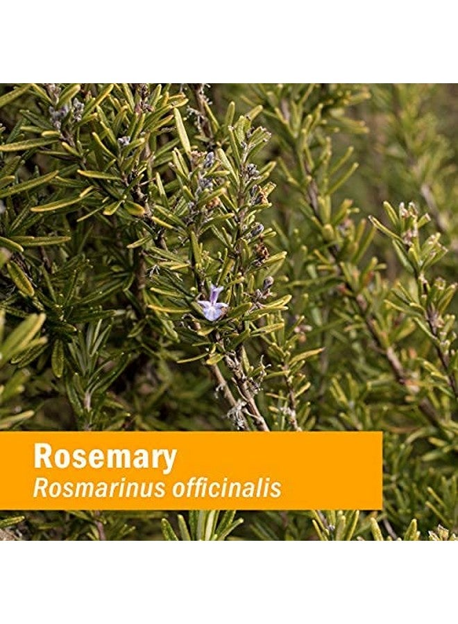 HERB PHARM Herb Pharm Certified Organic Rosemary Liquid Extract - 4 Ounce  - Image 5