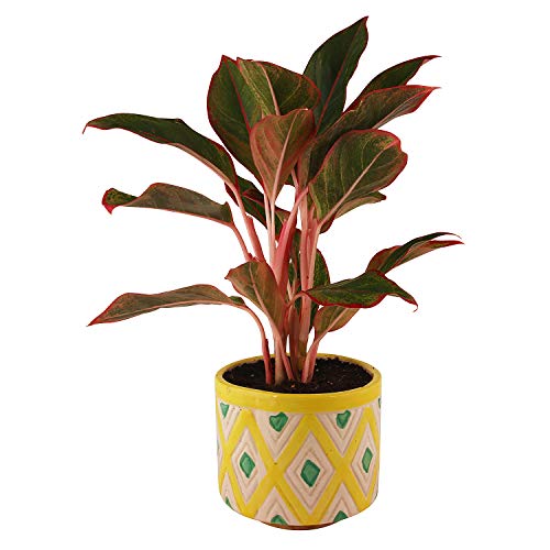 Leafy Tales Ceramic Rhombus Design Planter, Medium Size , Yellow, 1 Piece - Image 4