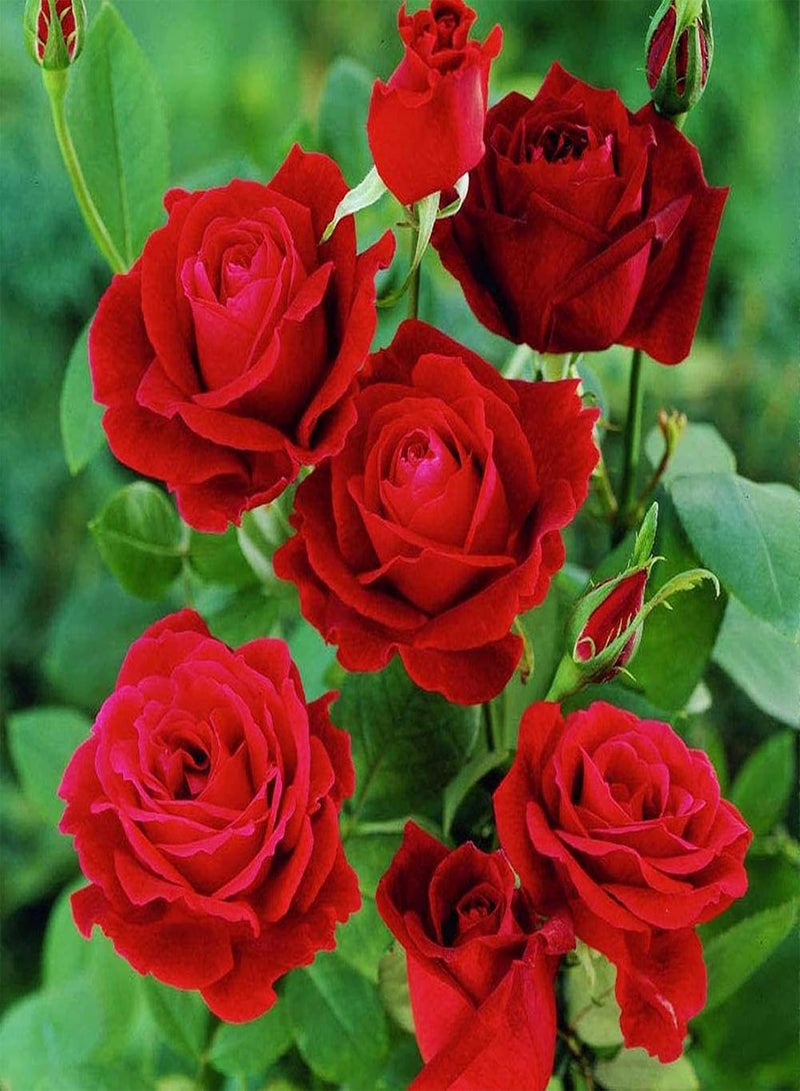GGOOT 100Pcs Red Rose Seeds Easy Grow Rose Flower Fresh Plants Seeds for Planting Garden Outdoor,for DIY Flowers Bouquets Home Decor Rose Seed - Image 1