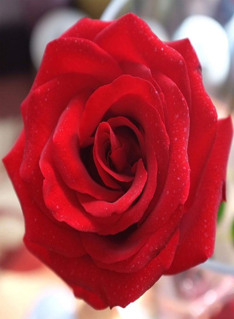 GGOOT 100Pcs Red Rose Seeds Easy Grow Rose Flower Fresh Plants Seeds for Planting Garden Outdoor,for DIY Flowers Bouquets Home Decor Rose Seed - Image 5