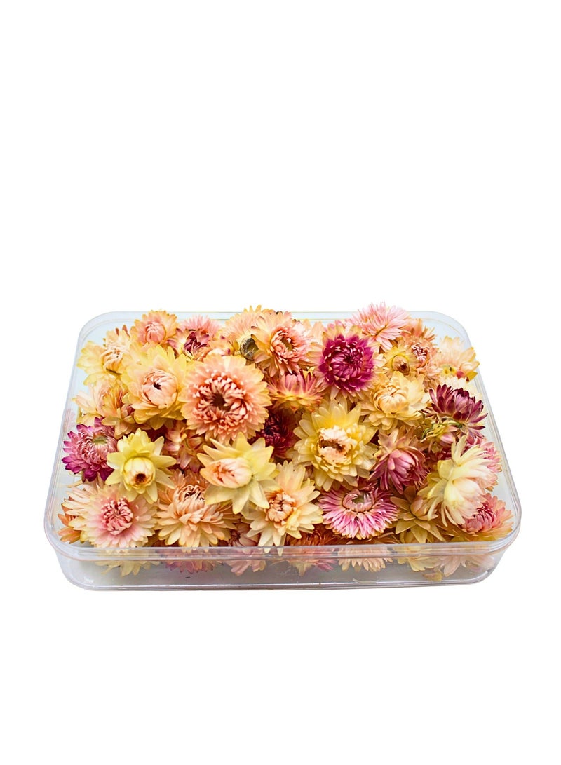 FANCY FLOWERS FANCY Natural Dried Helichrysum Flowers – Dry Floral Decor for Crafts, Weddings & Home Décor – Assorted Colors (White, Pink, Yellow) – Bulk Dried Flowers in Gift Box (PINK, SMALL) - Image 4
