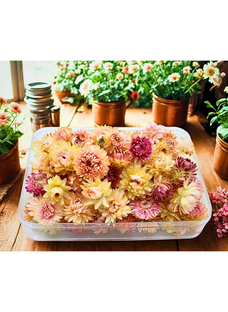 FANCY FLOWERS FANCY Natural Dried Helichrysum Flowers – Dry Floral Decor for Crafts, Weddings & Home Décor – Assorted Colors (White, Pink, Yellow) – Bulk Dried Flowers in Gift Box (PINK, SMALL) - Image 1
