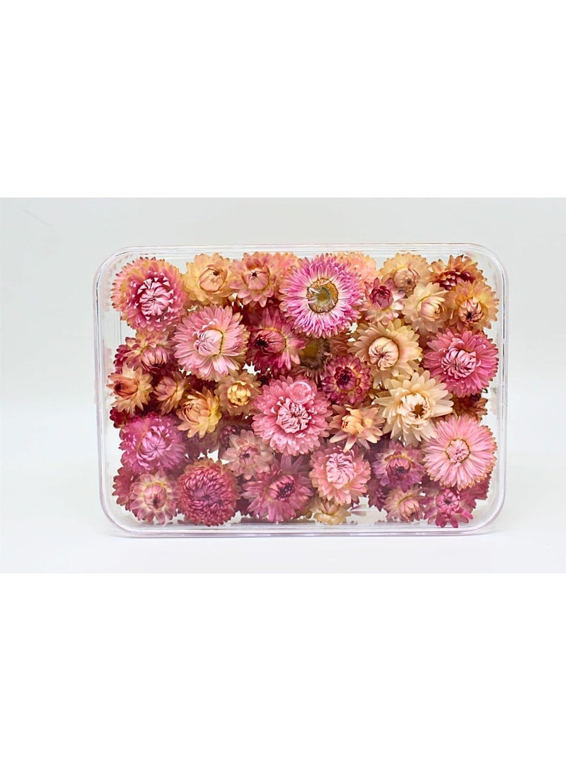 FANCY FLOWERS FANCY Natural Dried Helichrysum Flowers – Dry Floral Decor for Crafts, Weddings & Home Décor – Assorted Colors (White, Pink, Yellow) – Bulk Dried Flowers in Gift Box (PINK, SMALL) - Image 2