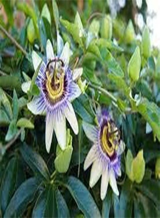 seeds 20 Passion Flower seeds - pzsku/ZCCA4B9E50C9E29D48D2DZ/45/_/1740894879/b745caf4-2bef-417c-a834-8405e0dd1bfc