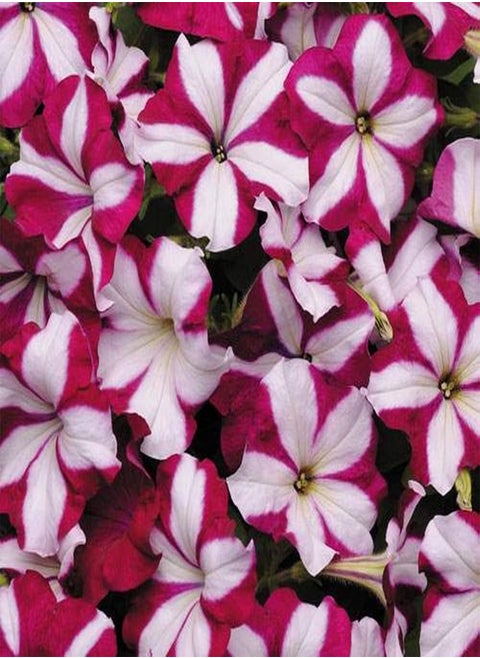 Tri-Color Rare Petunia Annual Flower Seeds,100 Pcs/Bag, Blooms and Fine Frosting