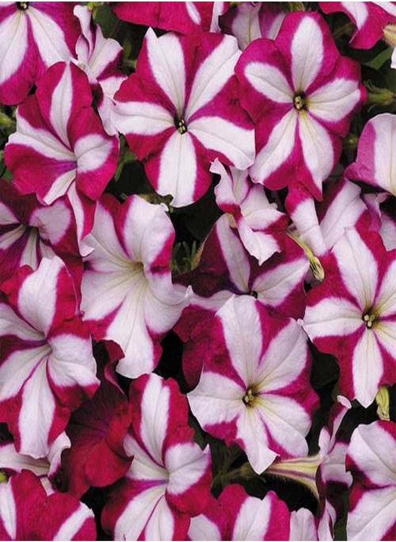 GGOOT - Tri-Color Rare Petunia Annual Flower Seeds,100 Pcs/Bag, Blooms and Fine Frosting - Image 1