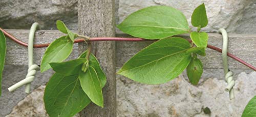 Tierra Garden 50-3010 Haxnicks Slim Soft Tie for Plants & Trees, 26.3', Green, 26.5 - Image 5