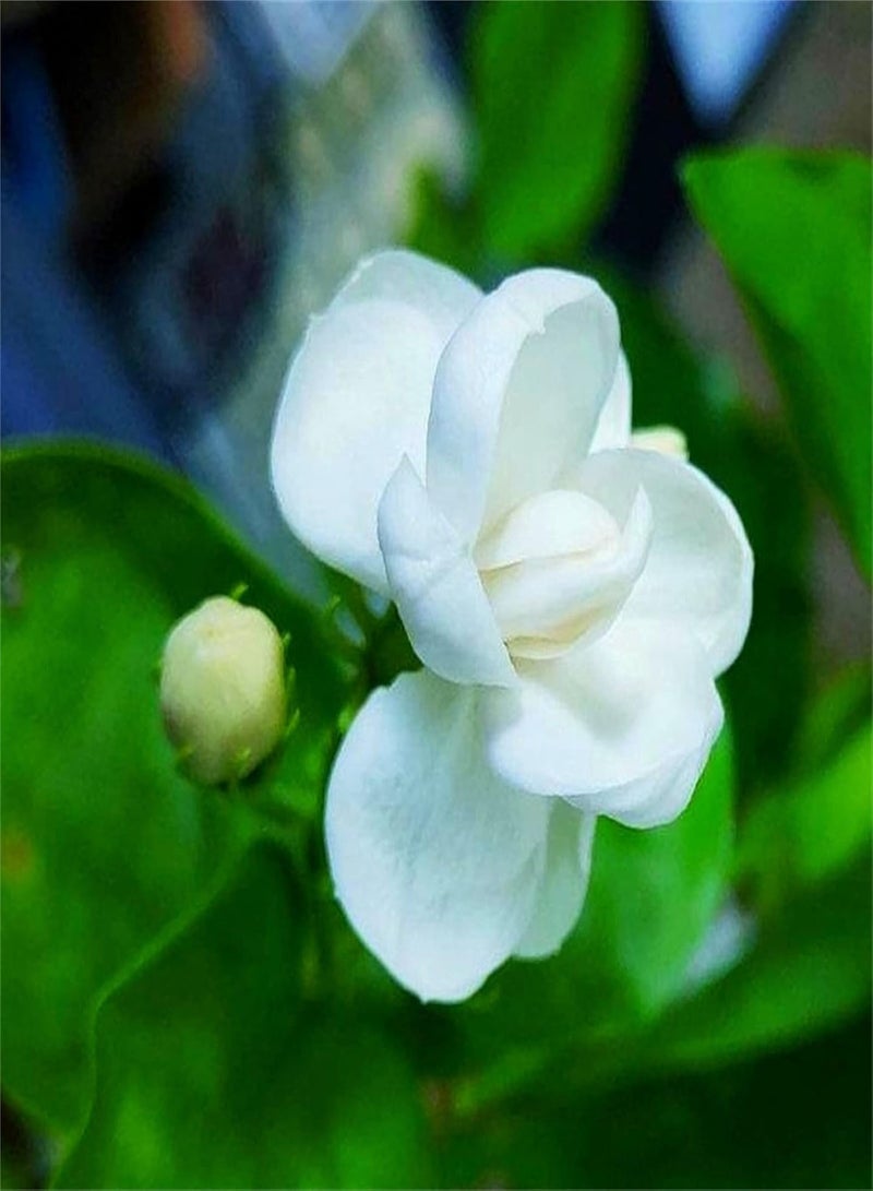 GGOOT Scented Jasmine Seeds/Charming Fragrance/Absolutely Beautiful Pure Flower Seed/Heirloom Garden Seeds/Aromatic Plants-100 pcs - Image 1