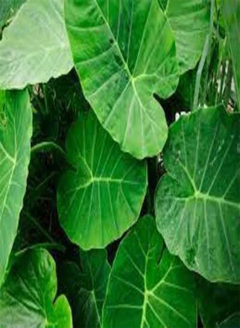 60pcs  yam Plant Seeds
