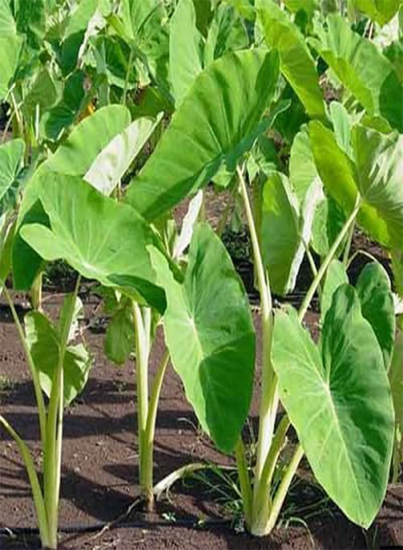 60pcs  yam Plant Seeds