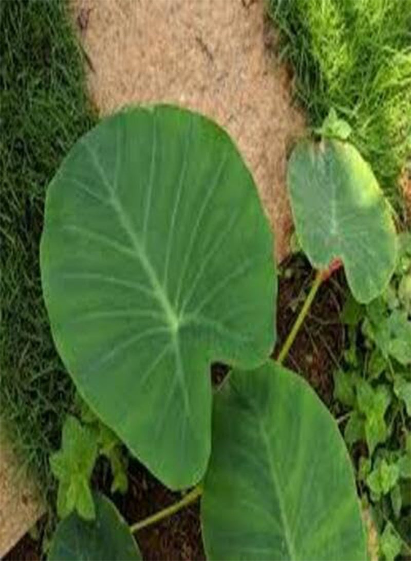 60pcs  yam Plant Seeds