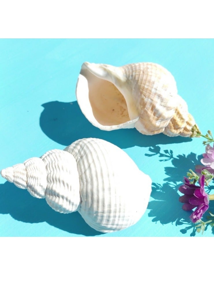 OASIS-TH 2 PC Natural Sea Conch Large Size 12-14CM Hermit Crab Replacement Shells Tank Accessories - Image 1