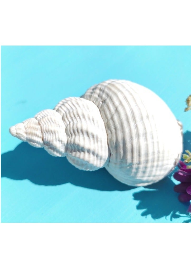 OASIS-TH 2 PC Natural Sea Conch Large Size 12-14CM Hermit Crab Replacement Shells Tank Accessories - Image 2