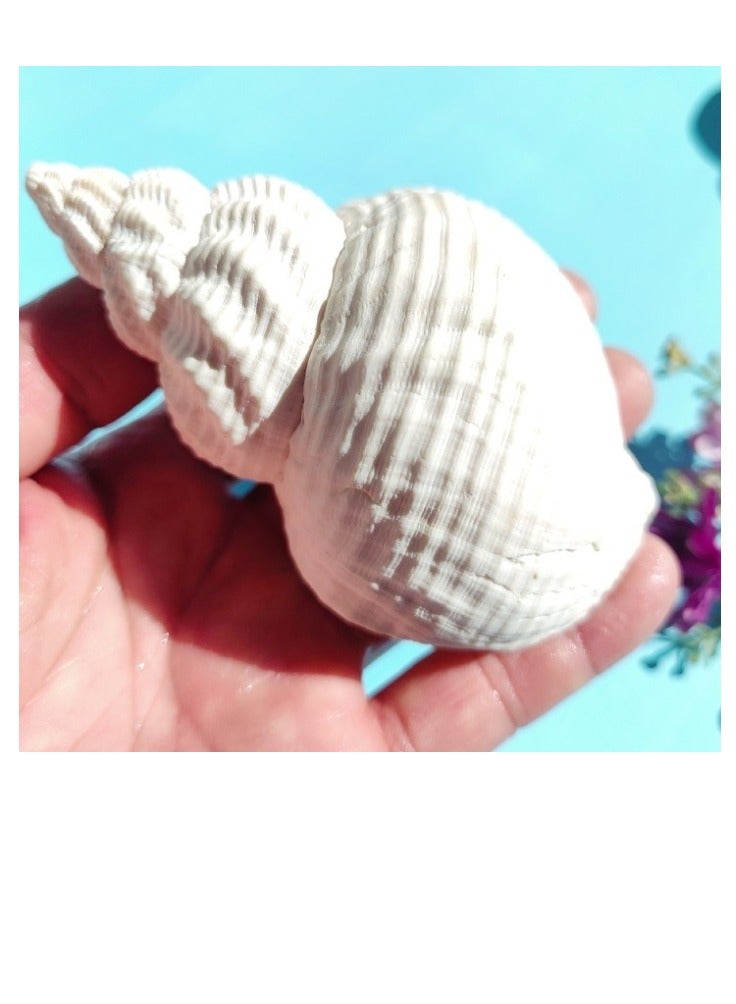 OASIS-TH 2 PC Natural Sea Conch Large Size 12-14CM Hermit Crab Replacement Shells Tank Accessories - Image 3