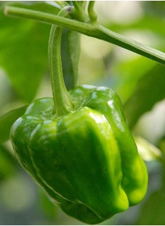 GGOOT 100pcs Bell Pepper Seeds High-Yield Green Vegetables Non-GMO No Pollution Can Be Harvested  - Image 3