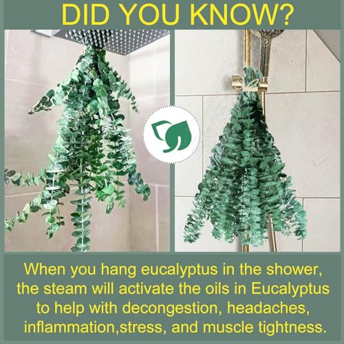 FUKUOKA Bulk Package 30 PCS Real Dried Eucalyptus Plant Large Stems for Shower, Natural Fresh Eucalyptus Leaves,17'' Hanging for Self-Care Shower Leave Bundle, Arrangement, Wedding, Home Decor - Image 5