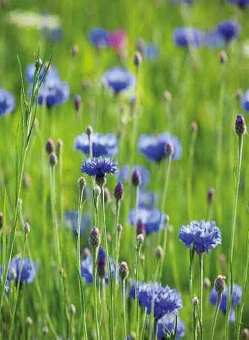 GGOOT 20 Seeds Blue Cornflower - Centaurea CYANUS - Bachelor's Button - Image 1