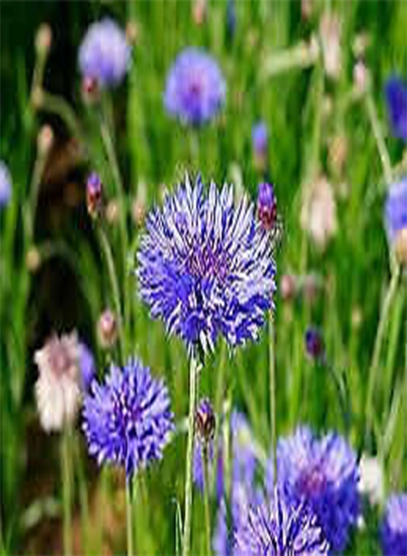 GGOOT 20 Seeds Blue Cornflower - Centaurea CYANUS - Bachelor's Button - Image 2