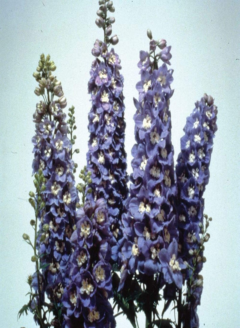 GGOOT Flower - Delphinium - Magic Fountains - Sky Blue White Bee - 25 Seeds