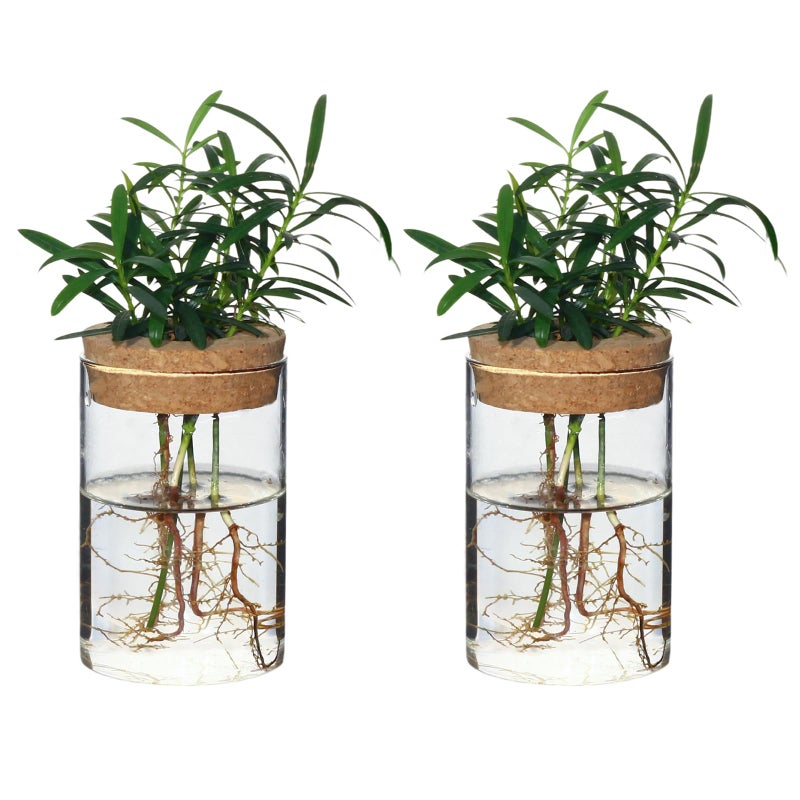 wangsdjy Separated Desktop Glass Flower Vases - Ideal Plants Propagation Stations for Living Room, Bedroom Decoration,Home Decor (2) - Image 1