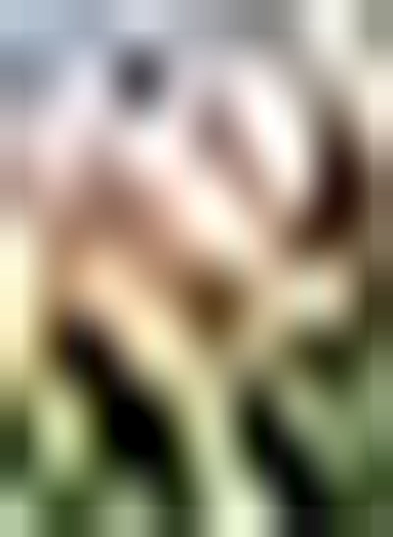 GGOOT 5pcs Pink Tulip Seeds for Indoor Outdoor Planting Heirloom Ornamental Flowers Icing on Cake for Your Home Landscape Good Choice for Planting - Image 1