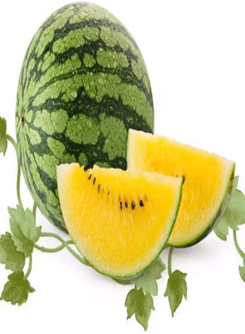 GGOOT Large Watermelon Seeds 8pcs - Image 1