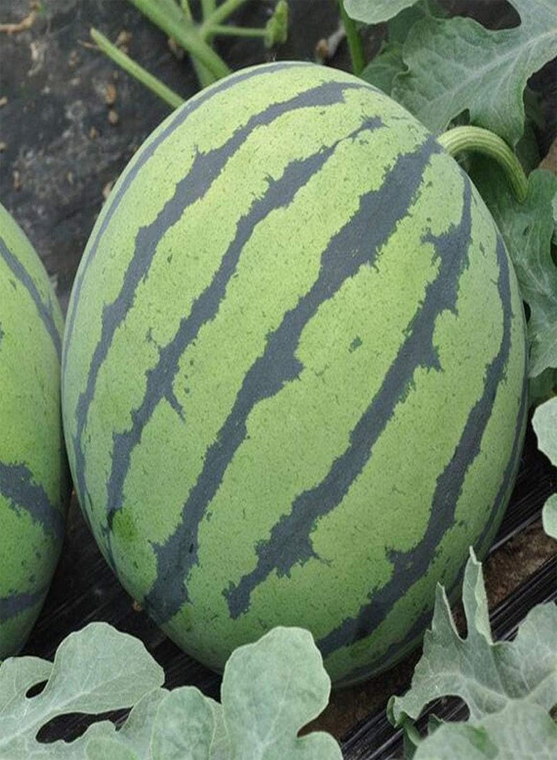 GGOOT Large Watermelon Seeds 8pcs - Image 2