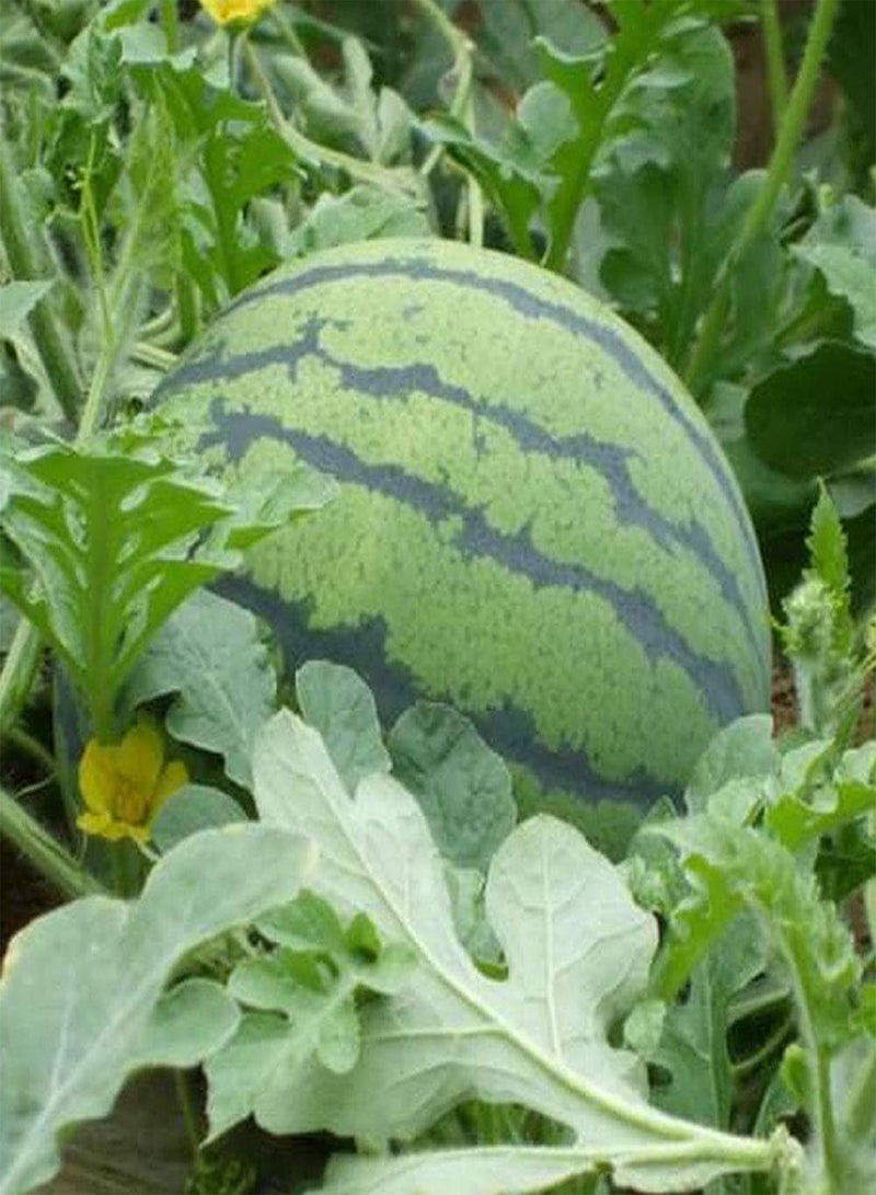 GGOOT Large Watermelon Seeds 8pcs - Image 3