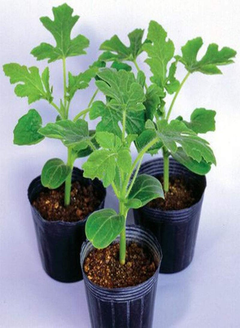 GGOOT Large Watermelon Seeds 8pcs - Image 5