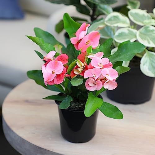 Plants for Pets Euphorbia Crown of Thorns Plant Decor, Perennial Plants Ready to Plant, Cactus Plants Live Houseplants, Outdoor Plants Live House Plants Live Plants Indoor Plants Live Houseplants by Plants for Pets - Image 3